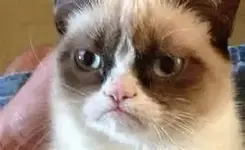 Angry cat.webp