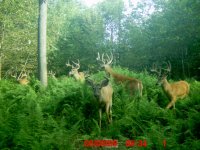 8-11-13 Deer pic in 2G.jpg