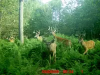 8-11-13 Deer pic in 2G.webp