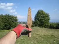 20hrscx prelucrata.webp