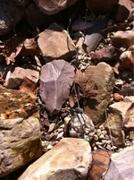image-3744400375.webp