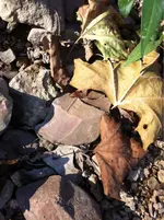 image-3146126082.webp