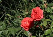 010f8.webp