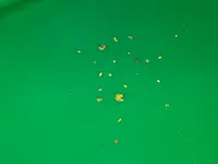 Gold In Pan.webp