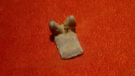 2837_800_450.webp