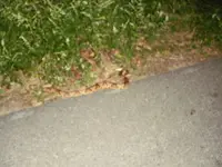 P4090290.webp