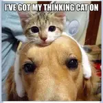 thinking cat.webp