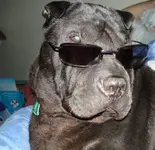 glasses 2.webp