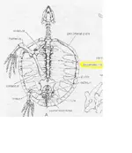 turtle.webp
