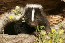 Skunk_1.webp