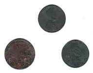 buffalo and 2 wheats.webp