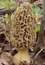 Morel Mushroom.webp