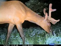 6 08 07 bull.webp