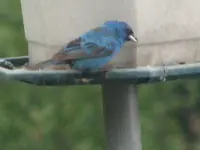 Indigo Bunting snacking.webp