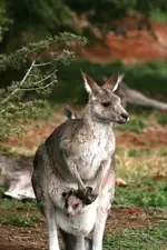 kanga.webp