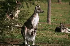 kanga2.webp