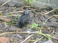 bird1.webp