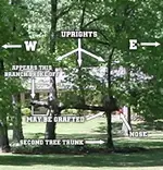 trunk grafted between trees02.webp