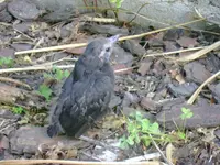 bird2.webp