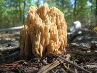 CoralMushroom.webp