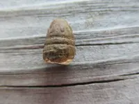bullet 4 001.webp