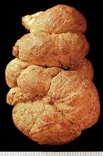 coprolite.webp