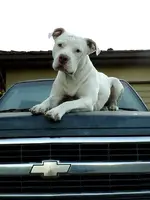 Copy of Gringo.webp