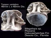 tarponvert.webp