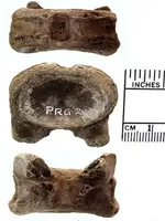vertebraPRG2.webp