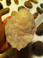 image-4187368922.webp