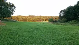 field.webp