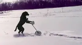 Detecting dog.webp