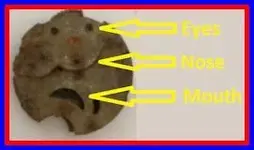 face.webp