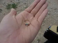 ring-083013.webp