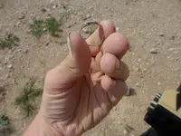 ring-083013_2.webp