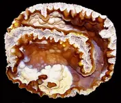 agatizedcoraldaylight.webp