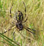Garden-Spider-2.webp