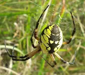 Garden-Spider-1.webp