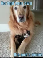 puppyskitty.webp