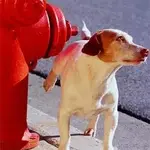dog.webp dog.webp