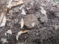 DSCF0964.webp