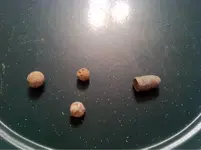 image-1145902362.webp