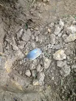 image-332417004.webp