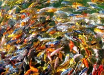 Koi_Fingerlings.webp