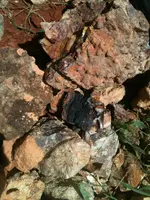 image-3240628571.webp