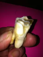 ImageUploadedByTapatalk1380205576.195753.webp