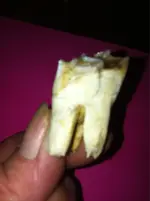 ImageUploadedByTapatalk1380205606.150706.webp