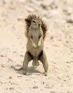 One tough squirrel.webp