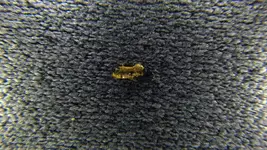 IMGP0180.webp
