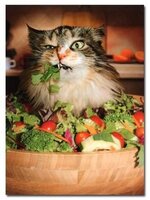 saladcat (2).jpg